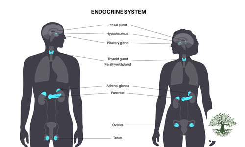 Endokrin sistemin ana bezleri hipotalamus, hipofiz bezi, tiroid bezi, paratiroid bezleri, pankreasın adacık hücreleri, adrenal bezler, erkeklerde testisler ve kadınlarda yumurtalıklardır.